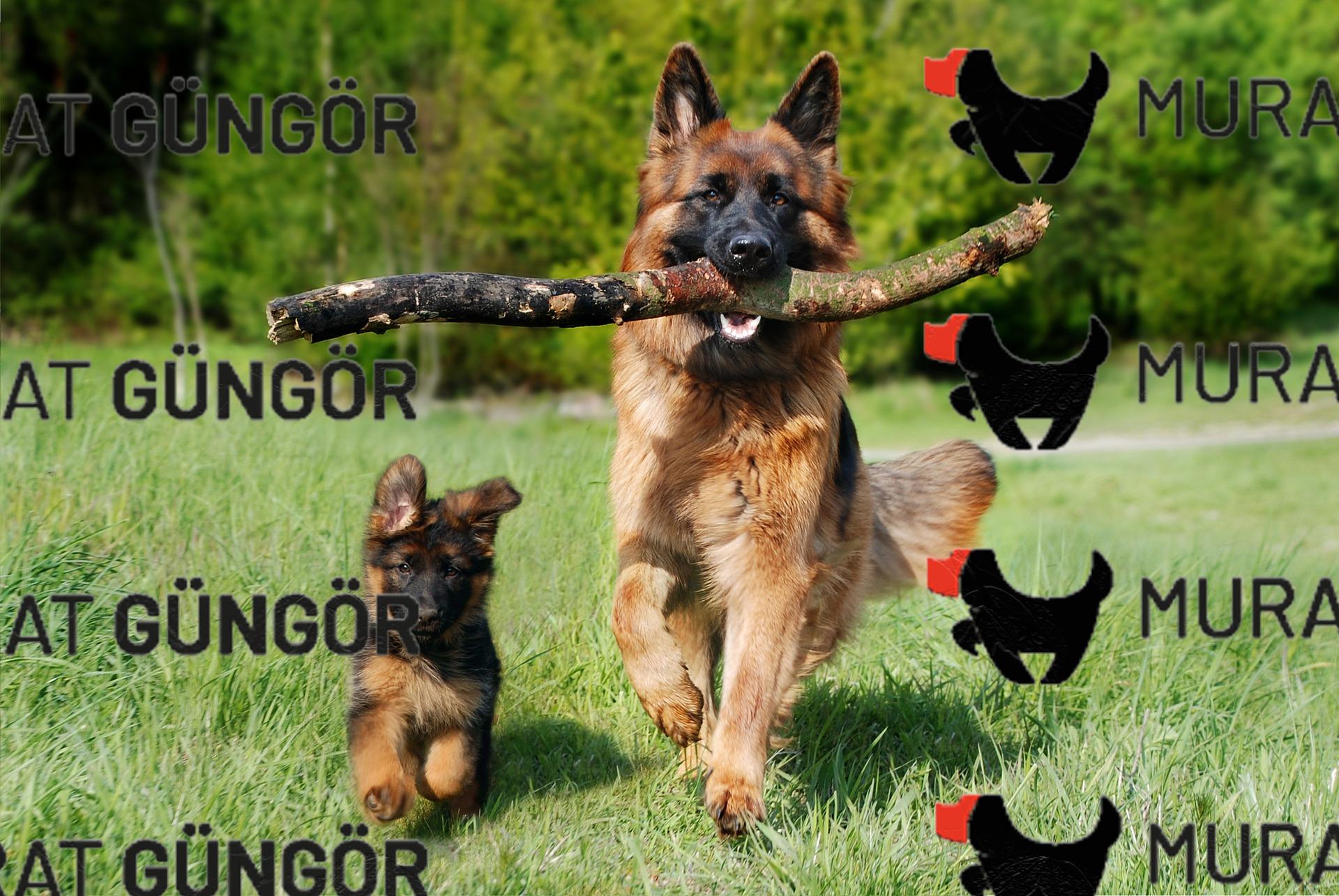 Alman Çoban Köpeği (Alman Kurdu) Cinsi Eğitimi! Köpek Irkı Özellikleri