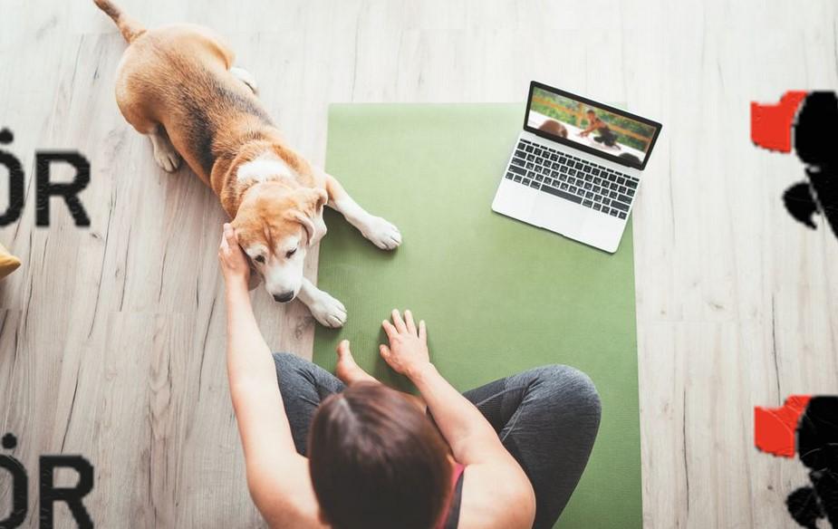 Online Köpek Eğitimi Verilirken Dikkat Edilmesi Gerekenler